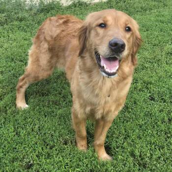 Bailey -  Golden Retriever Dog for Adoption in Keokuk, Iowa - Bailey | PetCurious