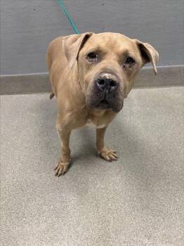 SPARTA -  Pit Bull Terrier Dog for Adoption in Las Vegas, Nevada - SPARTA | PetCurious