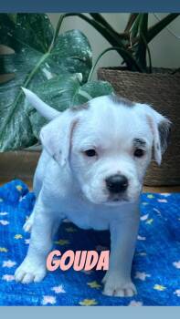 Pit Bull Terrier Dogs Available for Adoption in Clay, New York - Gouda | PetCurious