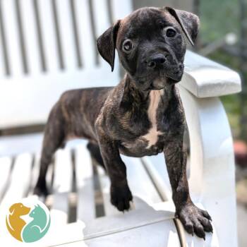 Cinco -  Pit Bull Terrier Dog for Adoption in Toledo, Ohio - Cinco | PetCurious