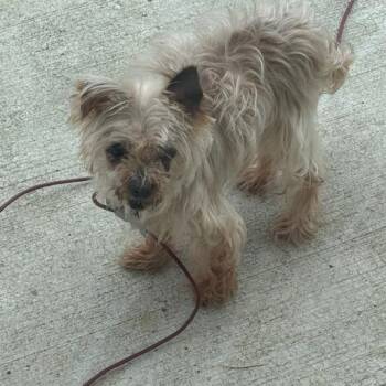 Maltese and Yorkshire Terrier Dogs Available for Adoption in Nashville, Tennessee - Arby | PetCurious