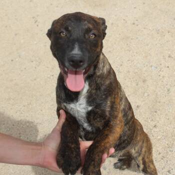 Pit Bull Terrier and Cattle Dog Dogs Available for Adoption in Yucca Valley, California - Shirley | PetCurious