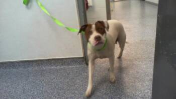 Mixed Breed Dogs Available for Adoption - A1260239 | PetCurious
