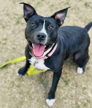 Rescue Mixed Breed Dogs for Adoption in West Chester, Pennsylvania - Hendawl | PetCurious