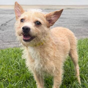 Terrier Dogs Available for Adoption in Newport Beach, California - Dreyfus | PetCurious