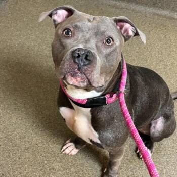 Atticus -  Pit Bull Terrier Dog for Adoption in Council Bluffs, Iowa - Atticus | PetCurious