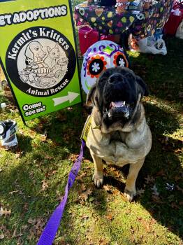 Hazel -  Mastiff Dog for Adoption in Akron, Ohio - Hazel | PetCurious