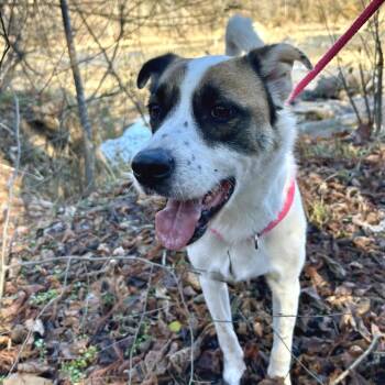 Benito -  Mixed Breed Dog for Adoption in Fredericksburg, Virginia - Benito | PetCurious
