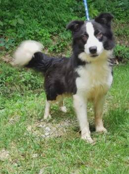 Shelly -  Border Collie Dog for Adoption in Ringwood, New Jersey - Shelly | PetCurious