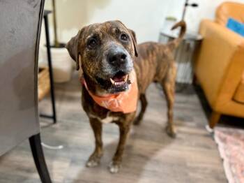 Labrador Retriever and Mastiff Dogs Available for Adoption - Uncle Joe Steady Eddie | PetCurious