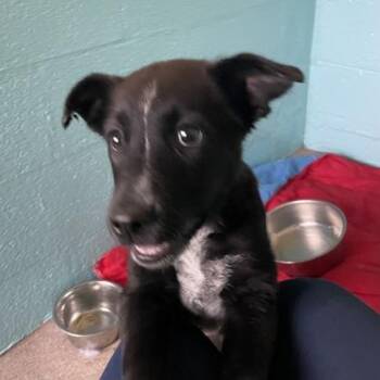 Australian Cattle Dog Blue Heeler Dogs Available for Adoption in Flagstaff, Arizona - Val | PetCurious