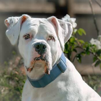 Brutus -  Boxer Dog for Adoption in Houston, Texas - Brutus | PetCurious