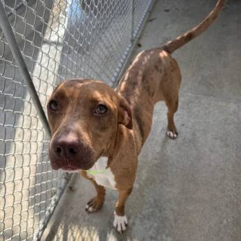Marlene -  Catahoula Leopard Dog and Labrador Retriever Dog for Adoption in Monticello, Iowa - Marlene | PetCurious