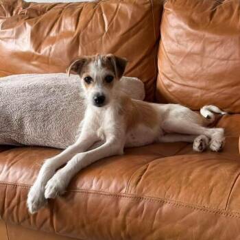 Terrier Dogs Available for Adoption in Warren, Rhode Island - Brooks | PetCurious