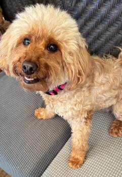 Rosie & Lulu -  Poodle Dog for Adoption in Little Rock, Arkansas - Rosie & Lulu | PetCurious