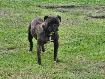 American Bulldog Dogs Available for Adoption in Mobile, Alabama - ~ Courtesy ~ Spike | PetCurious