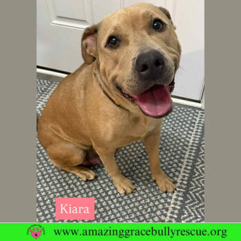 Rescue Labrador Retriever Dogs for Adoption in Pensacola, Florida - Kiara | PetCurious