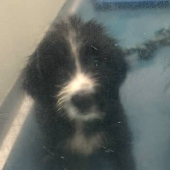 Rescue Sheep Dog Dogs for Adoption in Ponca City, Oklahoma - Rumble | PetCurious