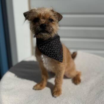 Clark -  Terrier and Mixed Breed Dog for Adoption in Newberg, Oregon - Clark | PetCurious