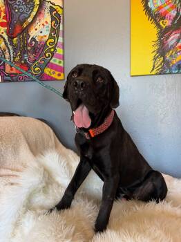 Bronx -  Mastiff and Great Dane Dog for Adoption in Glendale, Arizona - Bronx | PetCurious