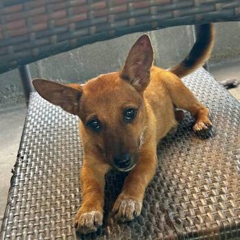 Deirdre-Unlawfully Adorable -  Chihuahua and Terrier Dog Available for Adoption in Houston, Texas - Deirdre-Unlawfully Adorable | PetCurious
