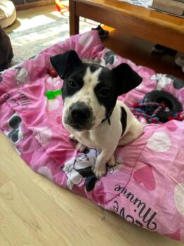 Mixed Breed Dogs Available for Adoption in Holbrook, New York - ZAN | PetCurious