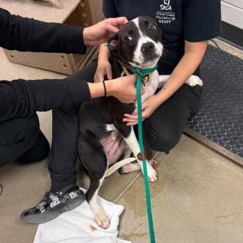 YORK-Stray-16922 -  Mixed Breed Dog for Adoption in York, Pennsylvania - YORK-Stray-16922 | PetCurious