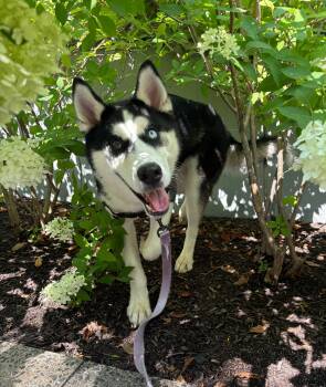 Danny Phantom -  Siberian Husky Dog for Adoption in Norwalk, Connecticut - Danny Phantom | PetCurious