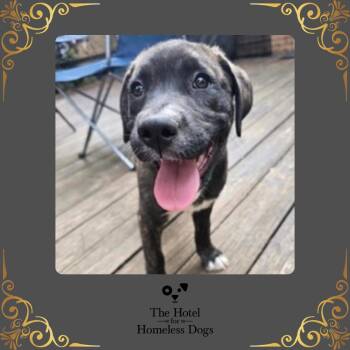 Ollie -  Labrador Retriever and Terrier Dog for Adoption in Cumberland, Rhode Island - Ollie | PetCurious