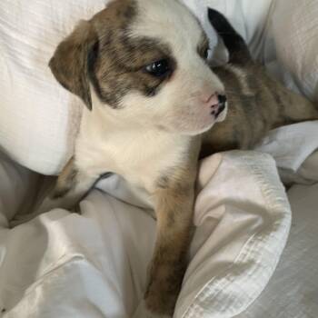 Jack Russell Terrier Dogs Available for Adoption - Cookie | PetCurious