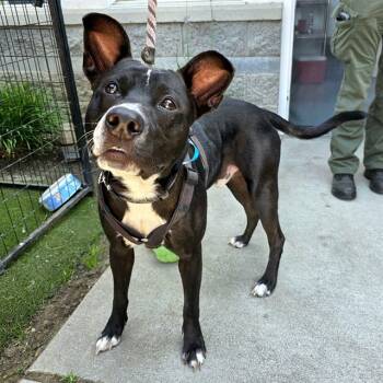 Rescue Pit Bull Terrier and Mixed Breed Dogs for Adoption in Long Beach, California - BEACHCOMBER | PetCurious