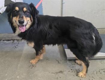 Australian Shepherd Dogs Available for Adoption - LUCAS | PetCurious