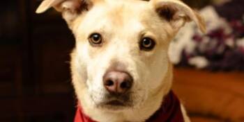 Rescue Mixed Breed Dogs for Adoption in Houston, Texas - Dunkin | PetCurious