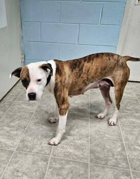 Pit Bull Terrier Dogs Available for Adoption - Rebel - At The Shelter | PetCurious