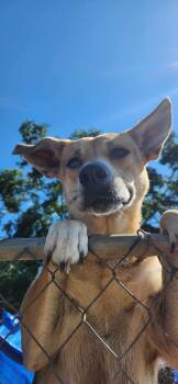 Rescue German Shepherd Dog Dogs for Adoption in Troy, Alabama - Chloe | PetCurious