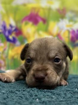 Chihuahua and Mixed Breed Dogs Available for Adoption in San Antonio, Texas - Honey Bun | PetCurious