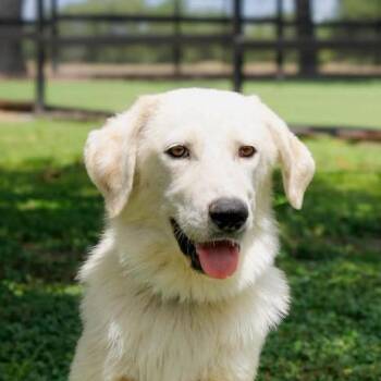 Pocahontas JuM -  Great Pyrenees and Mixed Breed Dog for Adoption in Austin, Texas - Pocahontas JuM | PetCurious