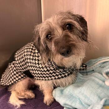 D-111 Jackelyn -  Terrier and None Dog Available for Adoption in Charlottesville, Virginia - D-111 Jackelyn | PetCurious
