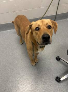 GEORGIE -  Golden Retriever and Mixed Breed Dog for Adoption in Indianapolis, Indiana - GEORGIE | PetCurious