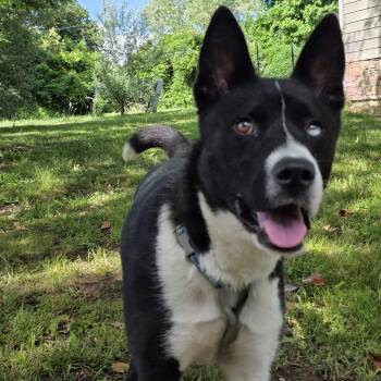 Rescue Husky and Border Collie Dogs for Adoption in Springfield, Missouri - Voodoo | PetCurious