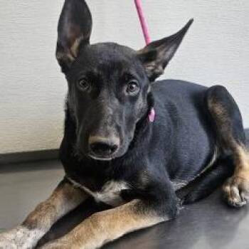 Monster -  Mixed Breed Dog for Adoption in Las Cruces, New Mexico - Monster | PetCurious