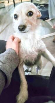 Sandy -  Fox Terrier Dog for Adoption in Saint David, Arizona - Sandy | PetCurious
