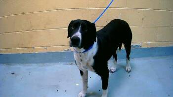 Pit Bull Terrier and Mixed Breed Dogs Available for Adoption - JOHNNY | PetCurious