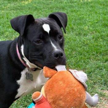 Effie -  Pit Bull Terrier Dog for Adoption in Broken Arrow, Oklahoma - Effie | PetCurious