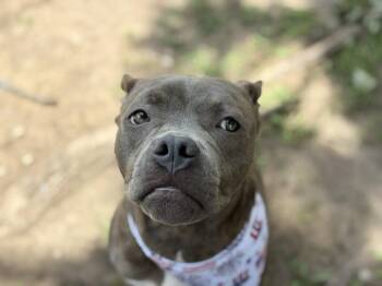 BIG BOY -  Pit Bull Terrier Dog for Adoption in Tulsa, Oklahoma - BIG BOY | PetCurious