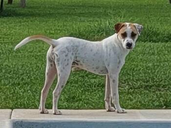 Apache - Little Trooper -  Pointer and Staffordshire Bull Terrier Dog for Adoption in Ocean Township, New Jersey - Apache - Little Trooper | PetCurious