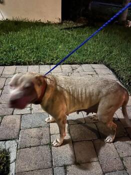 LADY -  American Bulldog and Mixed Breed Dog for Adoption in Doral, Florida - LADY | PetCurious