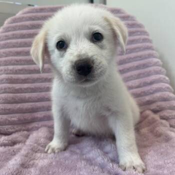 Buckwheat -  Cattle Dog and Mixed Breed Dog for Adoption in Salt Lake City, Utah - Buckwheat | PetCurious