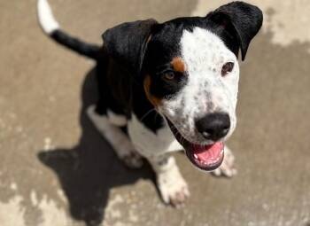 RANGER -  Beagle and Mixed Breed Dog for Adoption in Tulsa, Oklahoma - RANGER | PetCurious