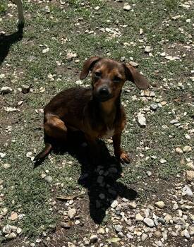 Dachshund Dogs Available for Adoption in Walker, Louisiana - Daisy | PetCurious